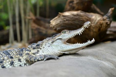 Dangerous Animals in the Philippines: Y.